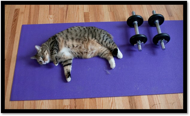 cat resting on purple yoga mat next to lifting weights