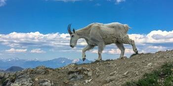 Mountain Goat - HMC Lab Icon
