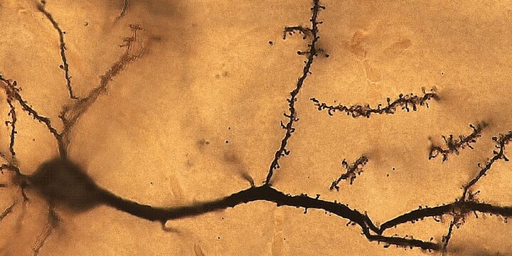 Behavioral Neuroscience