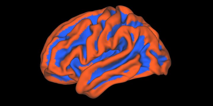 Illinois Brain