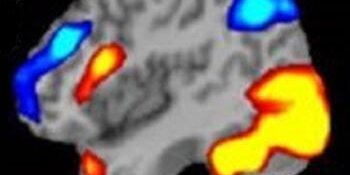 Social, Cognitive, Personality, and Emotional Neuroscience Lab