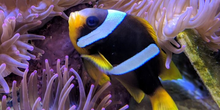 Rhodes Lab Fish Image