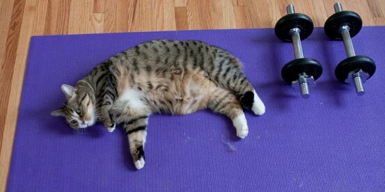 Cat laying on a yoga mat next to a set of free weights