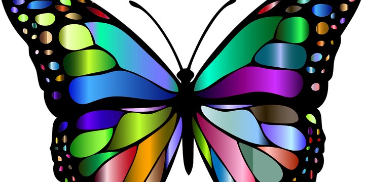 butterfly