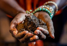 hands holding a mound of soil with a seedling growing out the top