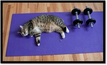 cat resting on purple yoga mat next to lifting weights