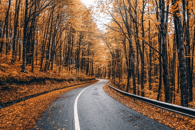 grey road surrounded by trees with falling orange leaves