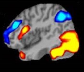 Social, Cognitive, Personality, and Emotional Neuroscience Lab